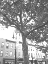 boerum and cobble hill in b and w rwinters (1)